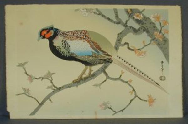 Pheasant