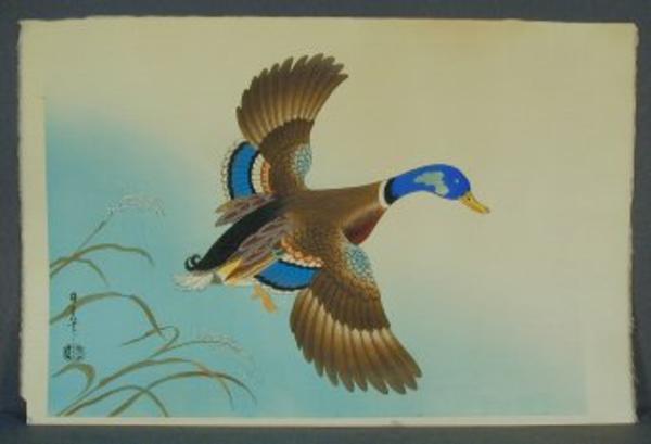 Unknown, Duck in flight