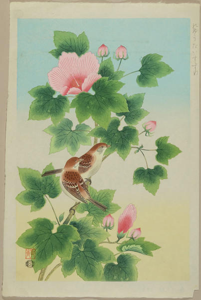 Sparrow and hibiscus mutabilis