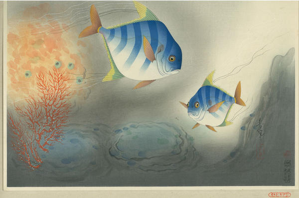 African pompano (Itohikiaji)