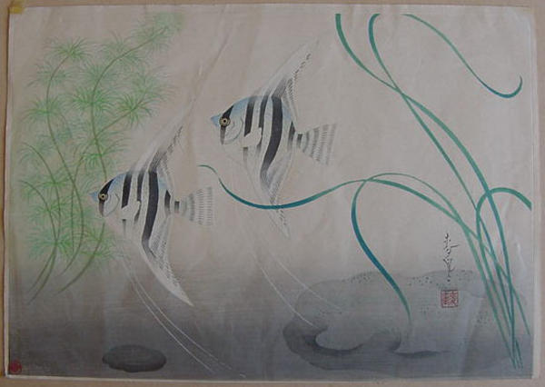 Angelfish