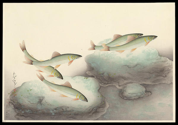 Sweetfish (Ayu)