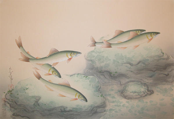 Sweetfish (Ayu)