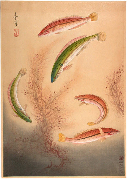 Bera
