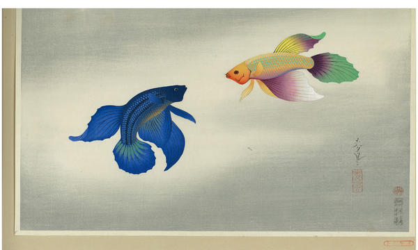 Betta (Tougyo)