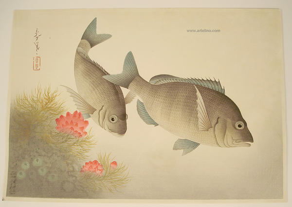 Black Sea Bream (Kurodai)