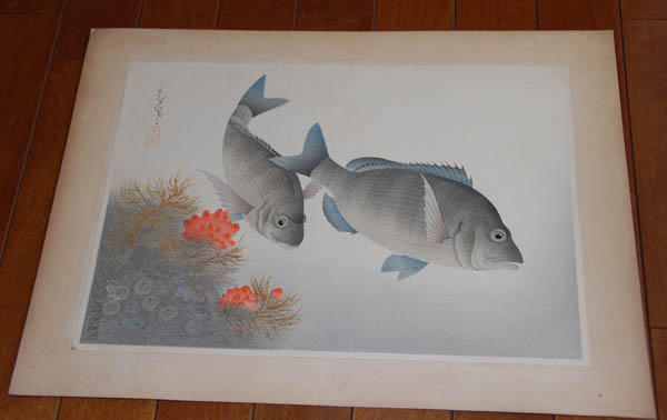 Black Sea Bream (Kurodai)