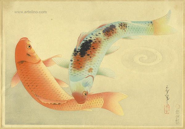 Brocade Carp- Higoi