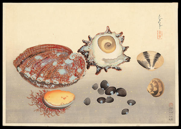 Clams and Mollusks