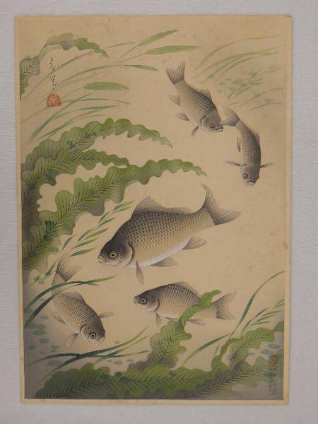 Crucian Carp (Funa)