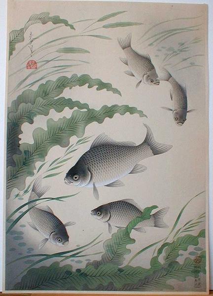 Crucian Carp (Funa)