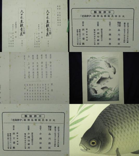 Crucian Carp (Funa)