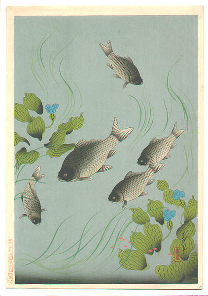 Crucian Carp