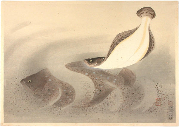Flounder