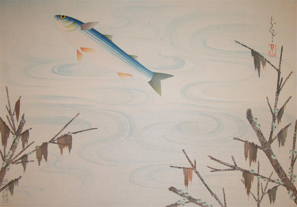 Grey Mullet (Bora)