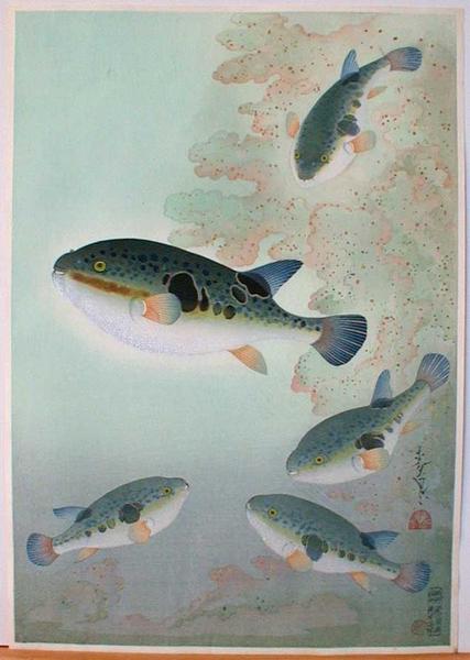 Tiger Puffer (Fugu)