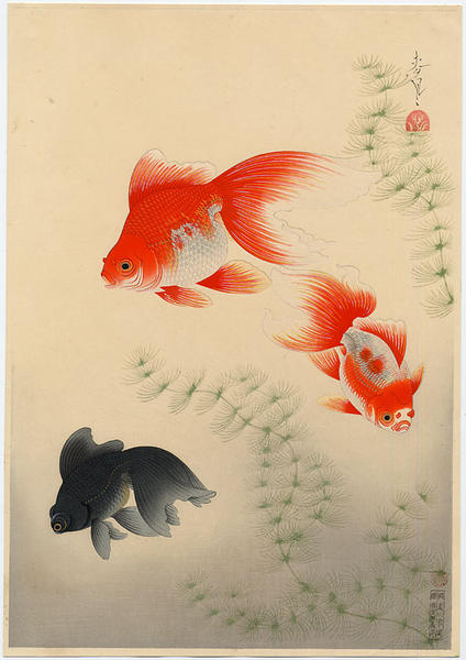 Goldfish