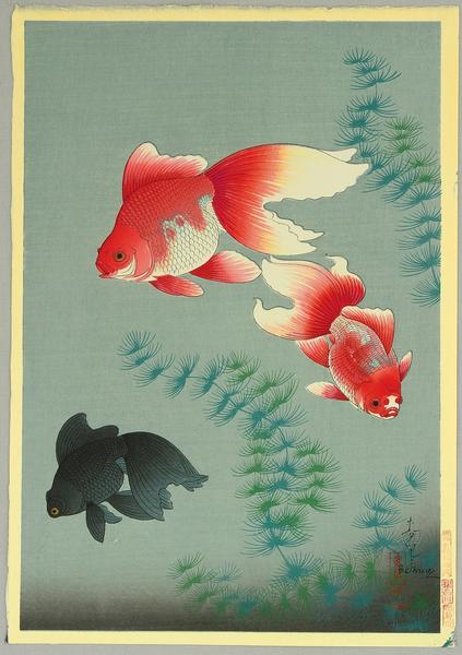 Goldfish