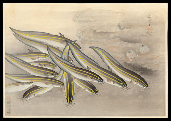 Striped Catfish (Gonzui)