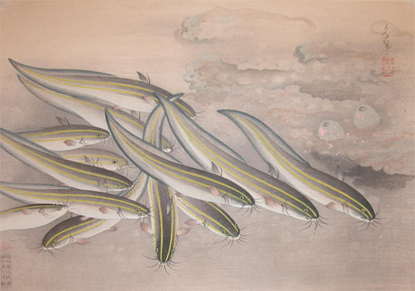 Striped Catfish (Gonzui)