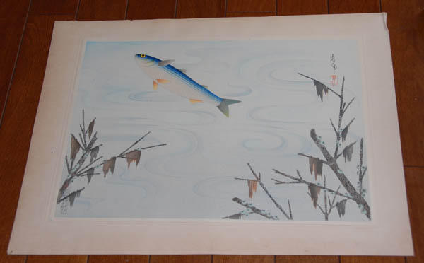 Grey Mullet (Bora)