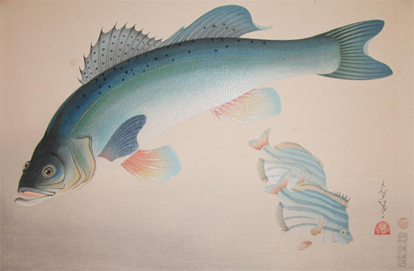Japanese Sea Bass (Suzuki)