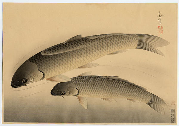 Japanese Carp