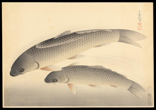 Japanese Carp
