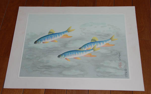 Japanese Rainbow Trout (Oikawa)