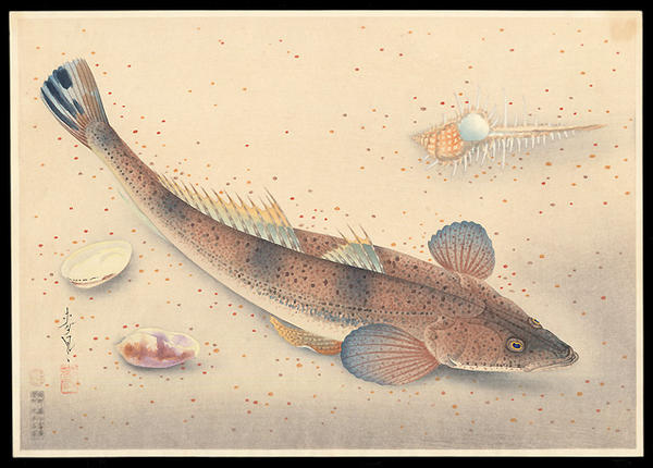Kochi- Flathead