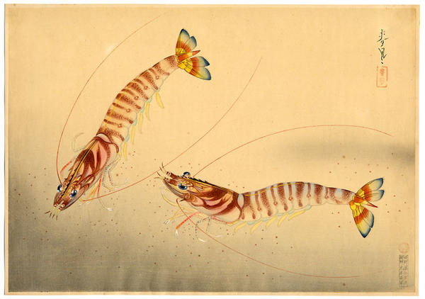 Shrimps (Kuruma Ebi)