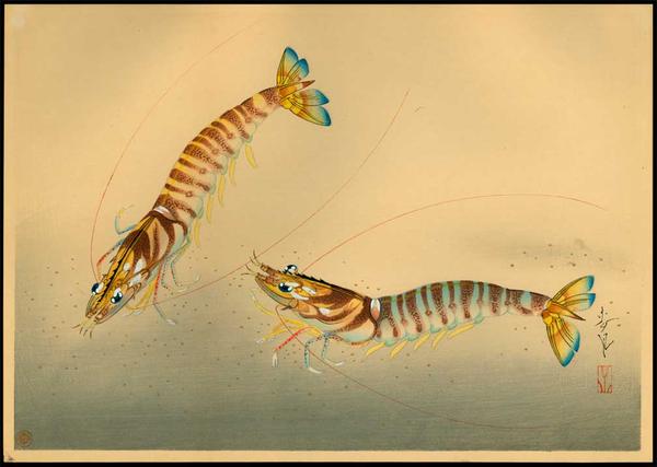 Shrimps (Kuruma Ebi)