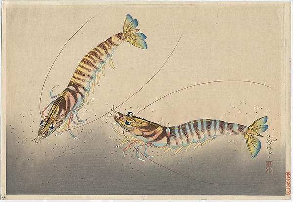 Shrimps (Kuruma Ebi)