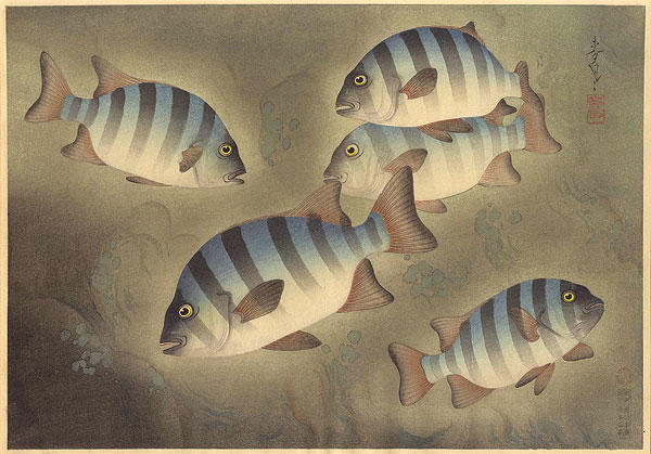 Parrot Fish (Ishidai)