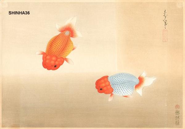 Ranchu Goldfish