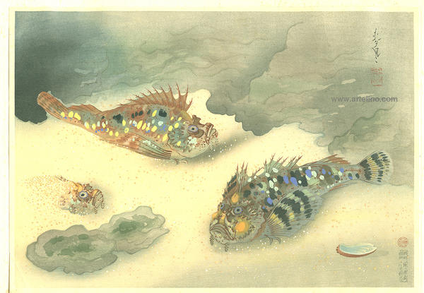 Scorpion Fish (Okoze)