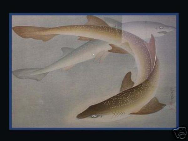 Shark- Same