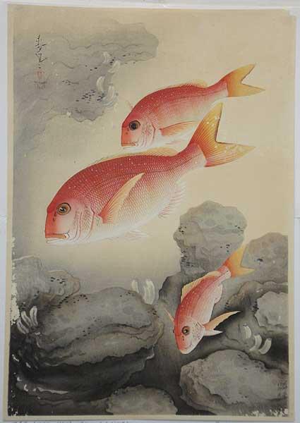 Snapper- Tai
