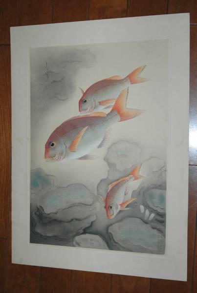 Snapper- Tai