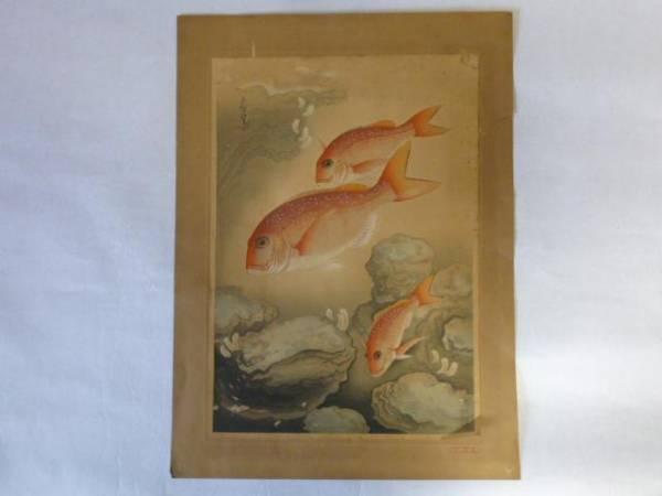 Snapper- Tai
