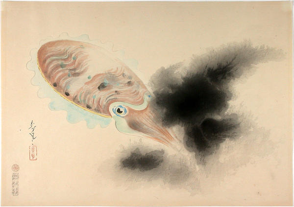 Squid (Mongo-ika)