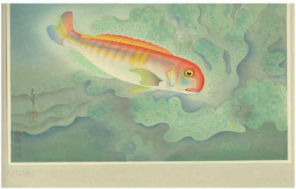 Sweet Bream (Amadai)