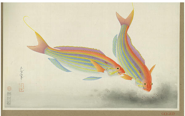 Threadfin Bream