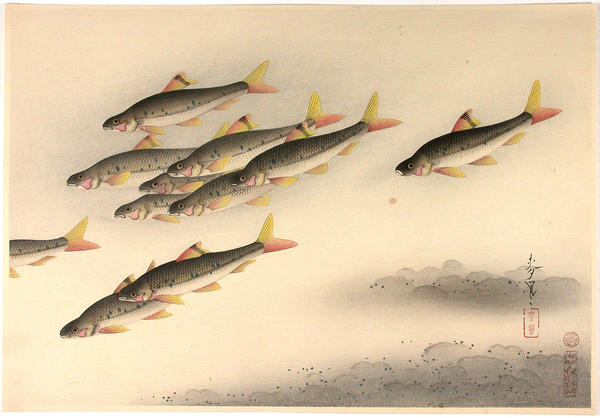 Trout (Higai)