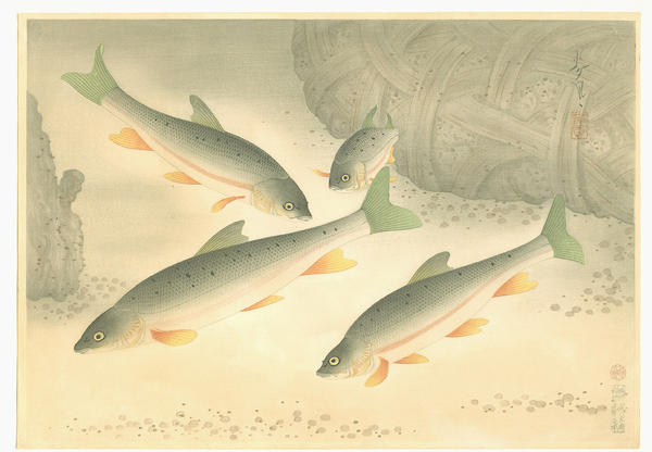 Dace (Ugui)