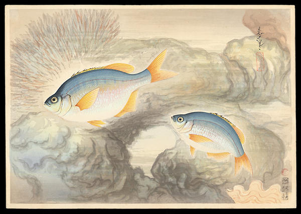 Sea Bitterling