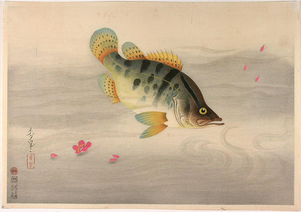 Mandarin fish