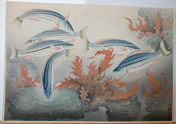 Four-striped Grunter