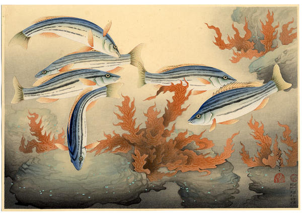 Four-striped Grunter