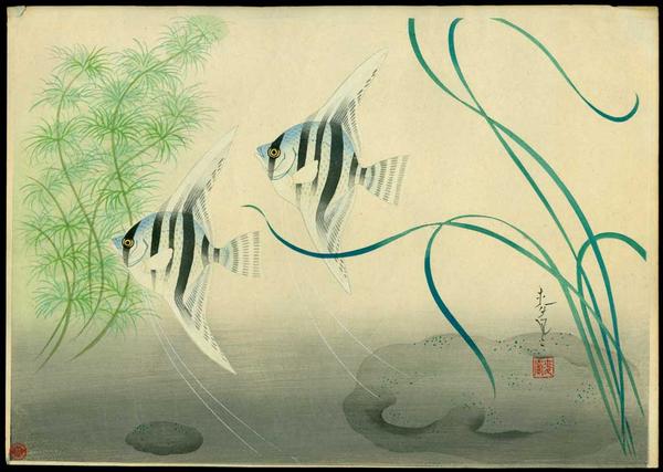 Angelfish